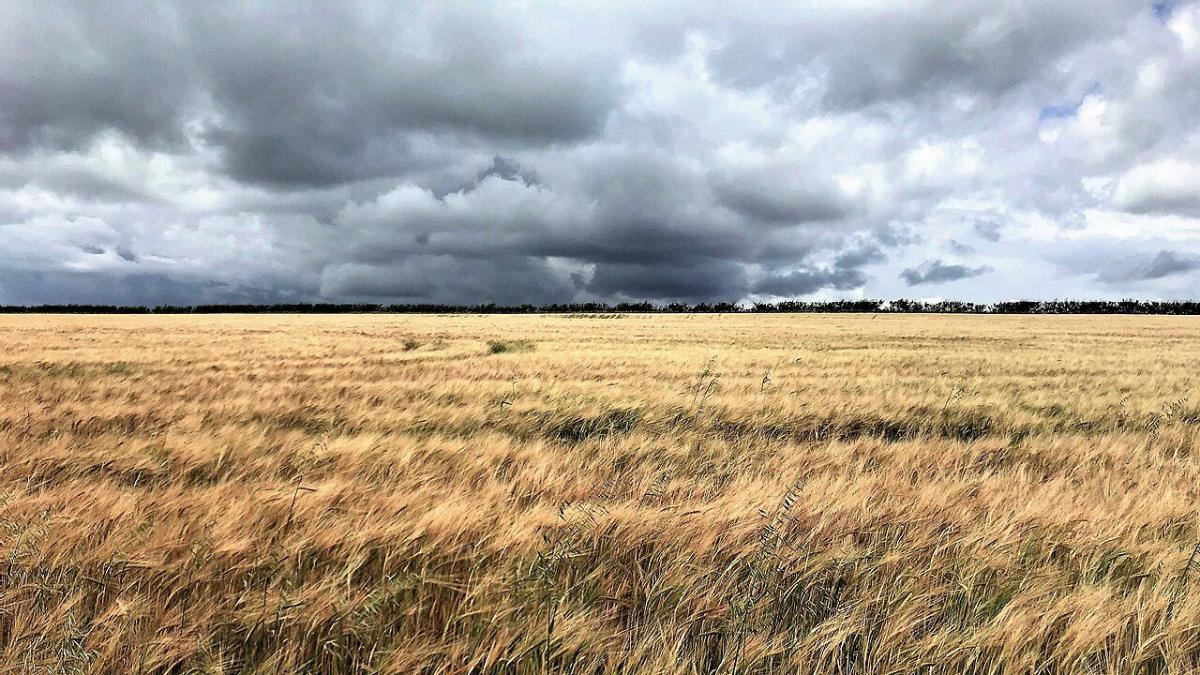 Campo de cevada dourada deitada pelo vento, sob um céu carregado de nuvens