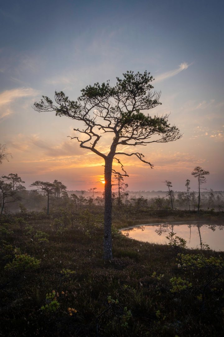 Árvore solitária num pântano ao nascer do sol, com névoa e um pequeno lago